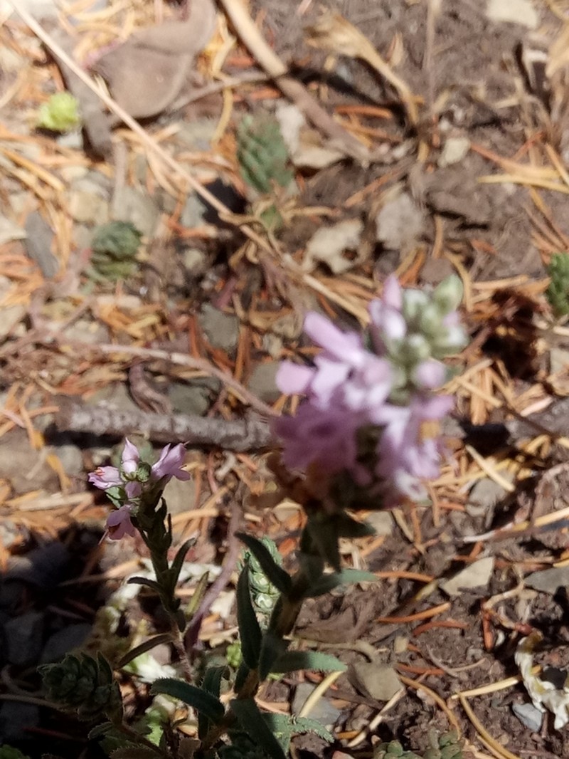 Odontites violaceus photo 4