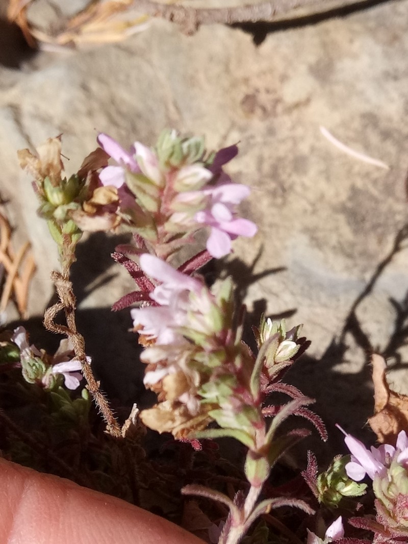 Odontites violaceus photo 5