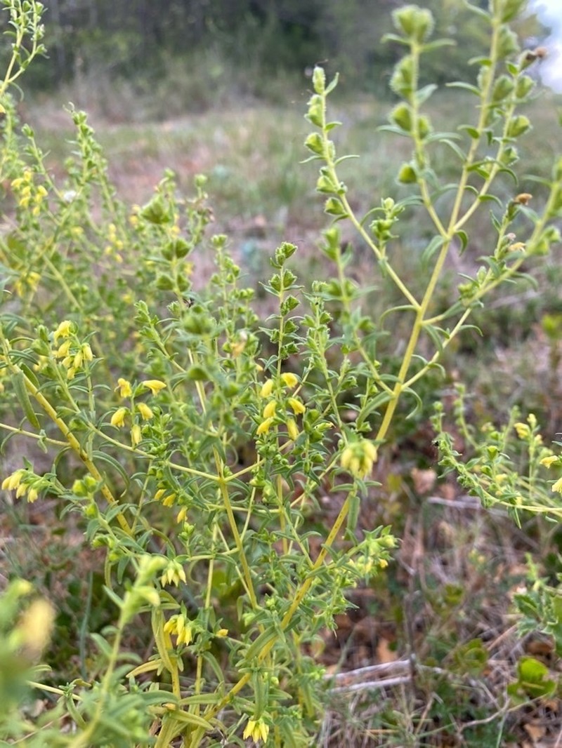 Odontites viscosus