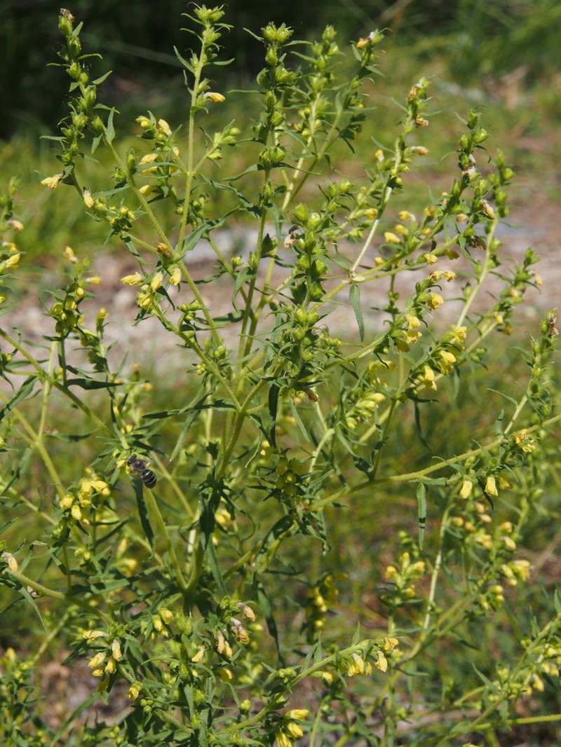 Odontites viscosus photo 2