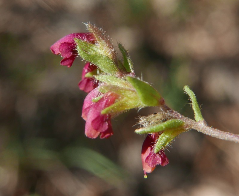 Odontites viscosus photo 3