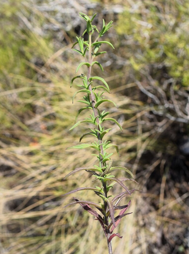 Odontites viscosus photo 4
