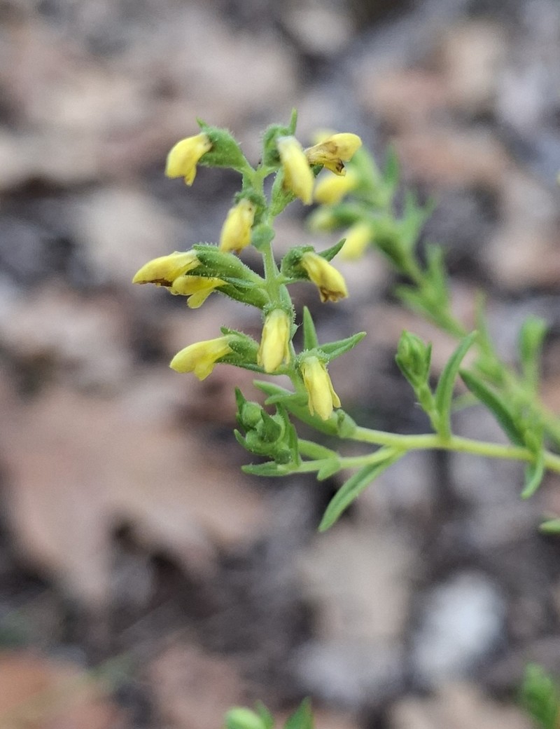 Odontites viscosus photo 5
