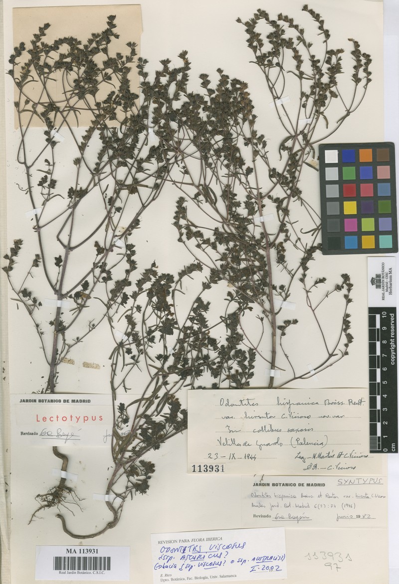 Odontites viscosus subsp. asturicus