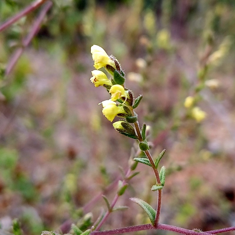 Odontites viscosus subsp. australis