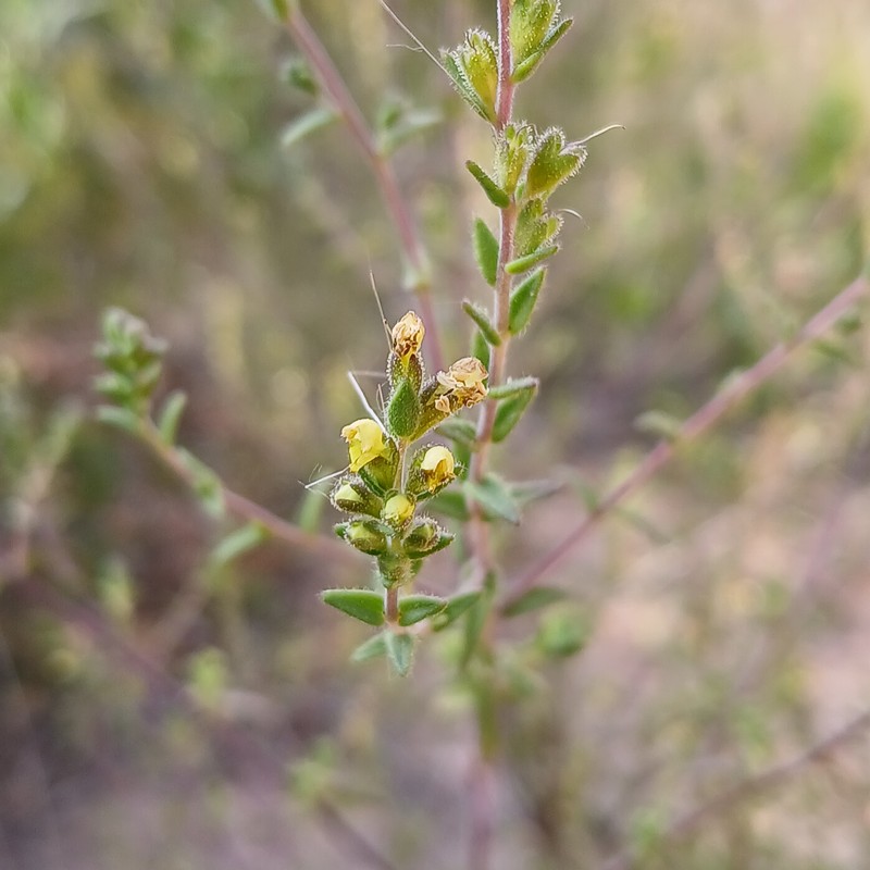 Odontites viscosus subsp. australis photo 2