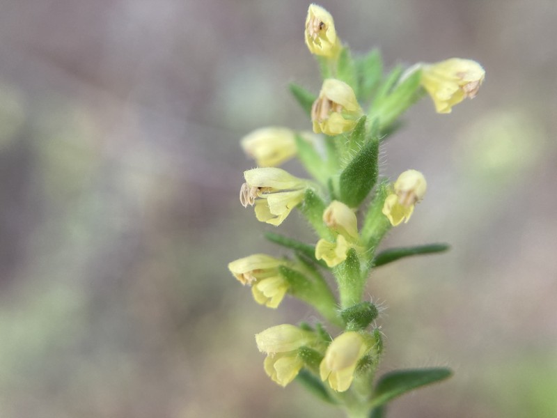 Odontites viscosus subsp. australis photo 3