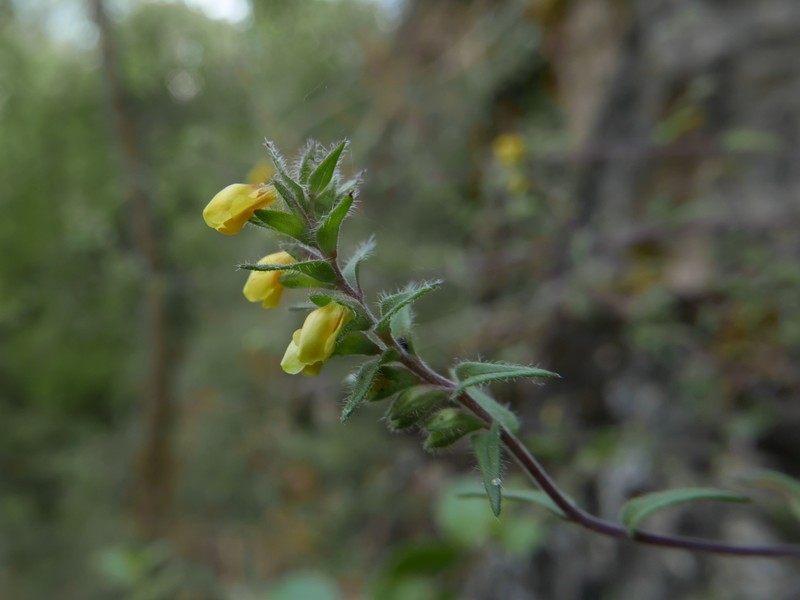 Odontites viscosus subsp. australis photo 4