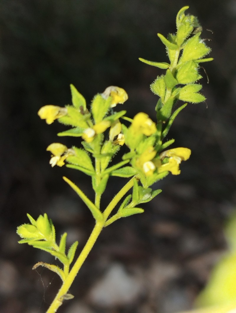 Odontites viscosus subsp. viscosus