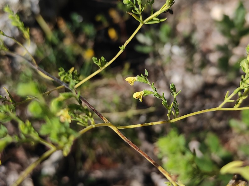 Odontites viscosus subsp. viscosus photo 2