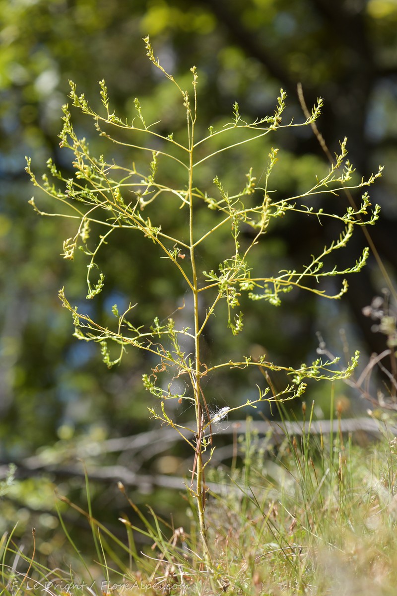 Odontites viscosus subsp. viscosus photo 3