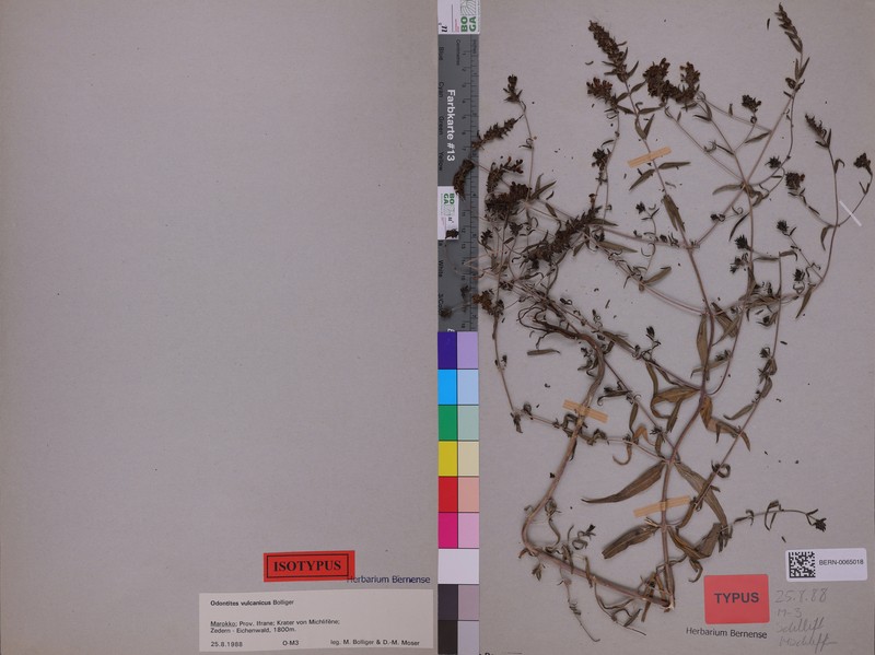 Odontites vulcanicus photo 2
