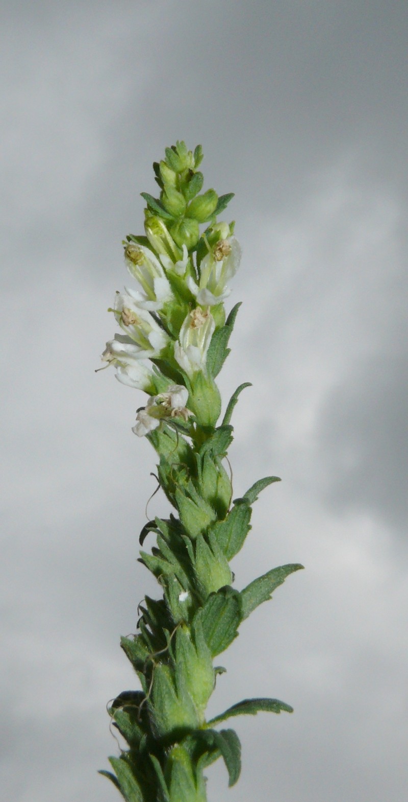 Odontites vulgaris