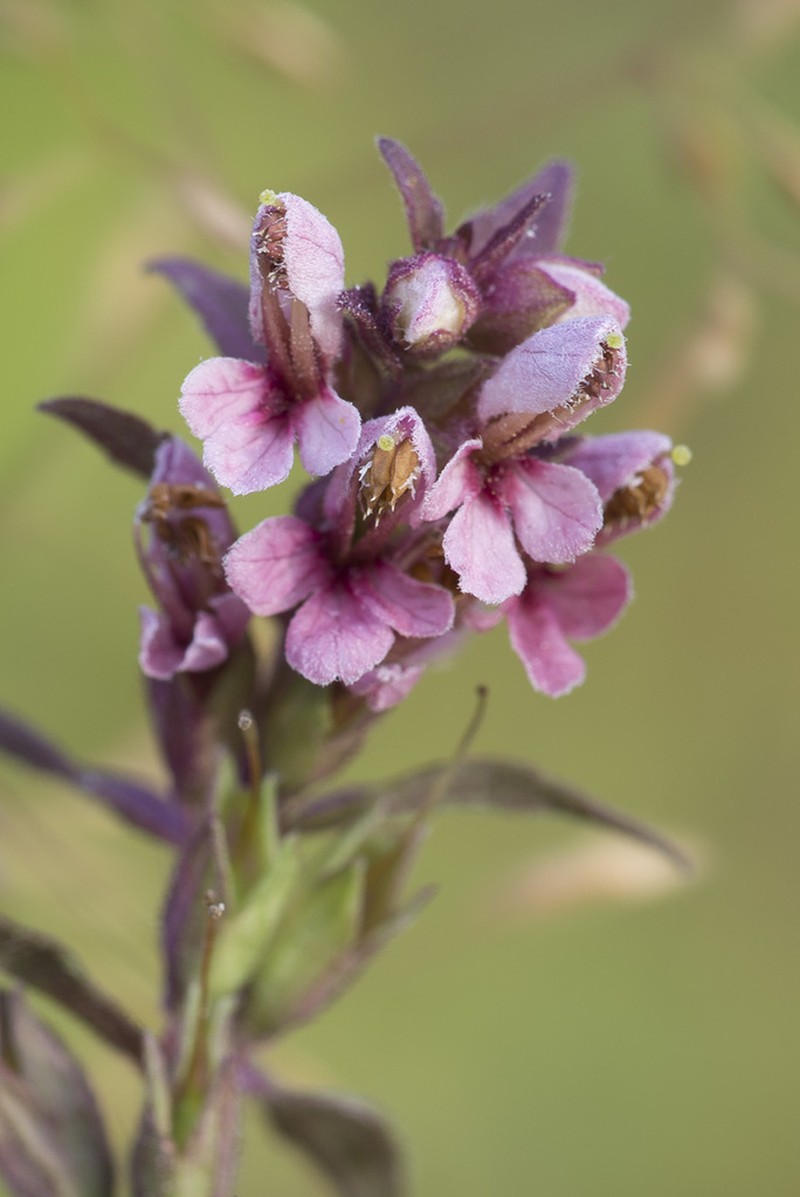 Odontites vulgaris photo 2