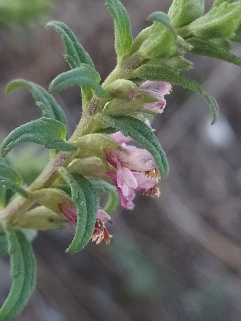 Odontites vulgaris photo 4