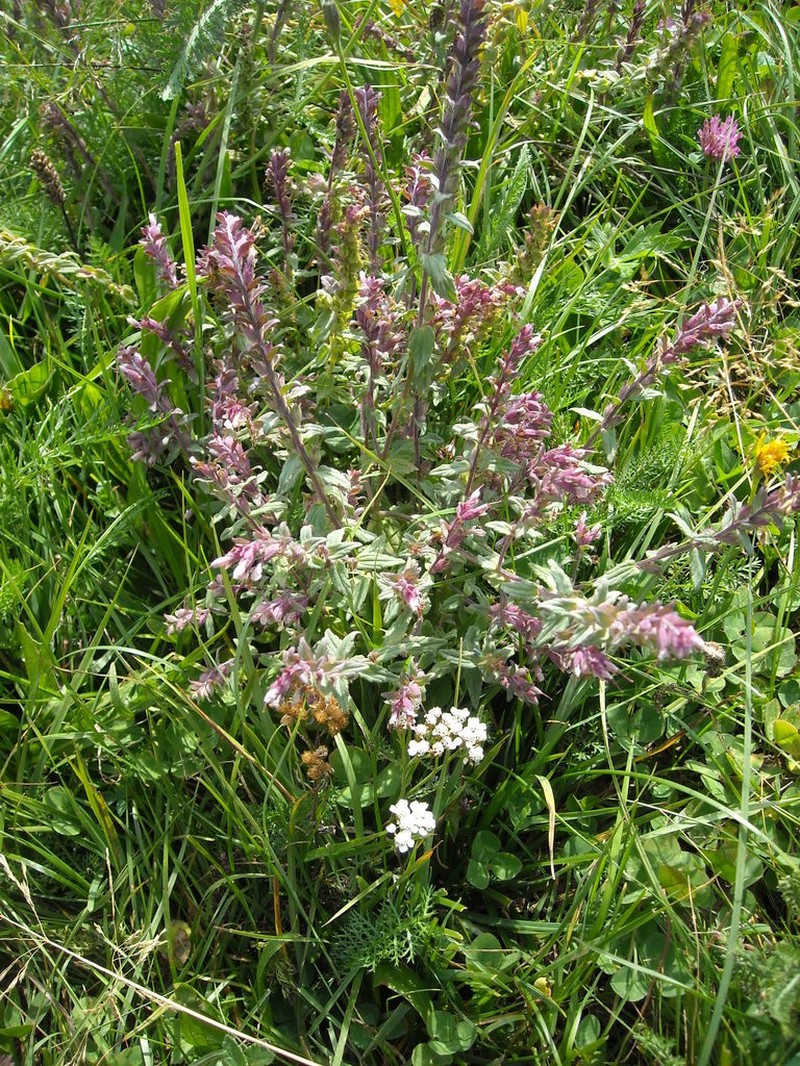 Odontites vulgaris photo 5