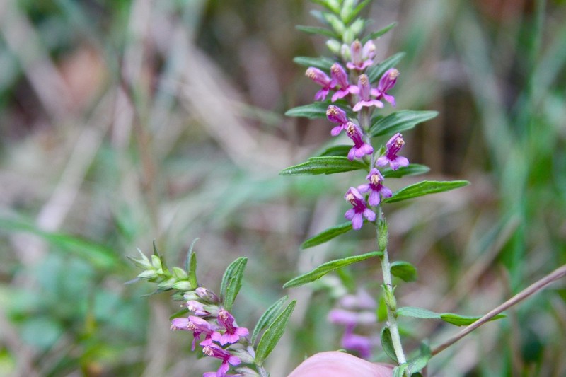 Odontites vulgaris photo 7