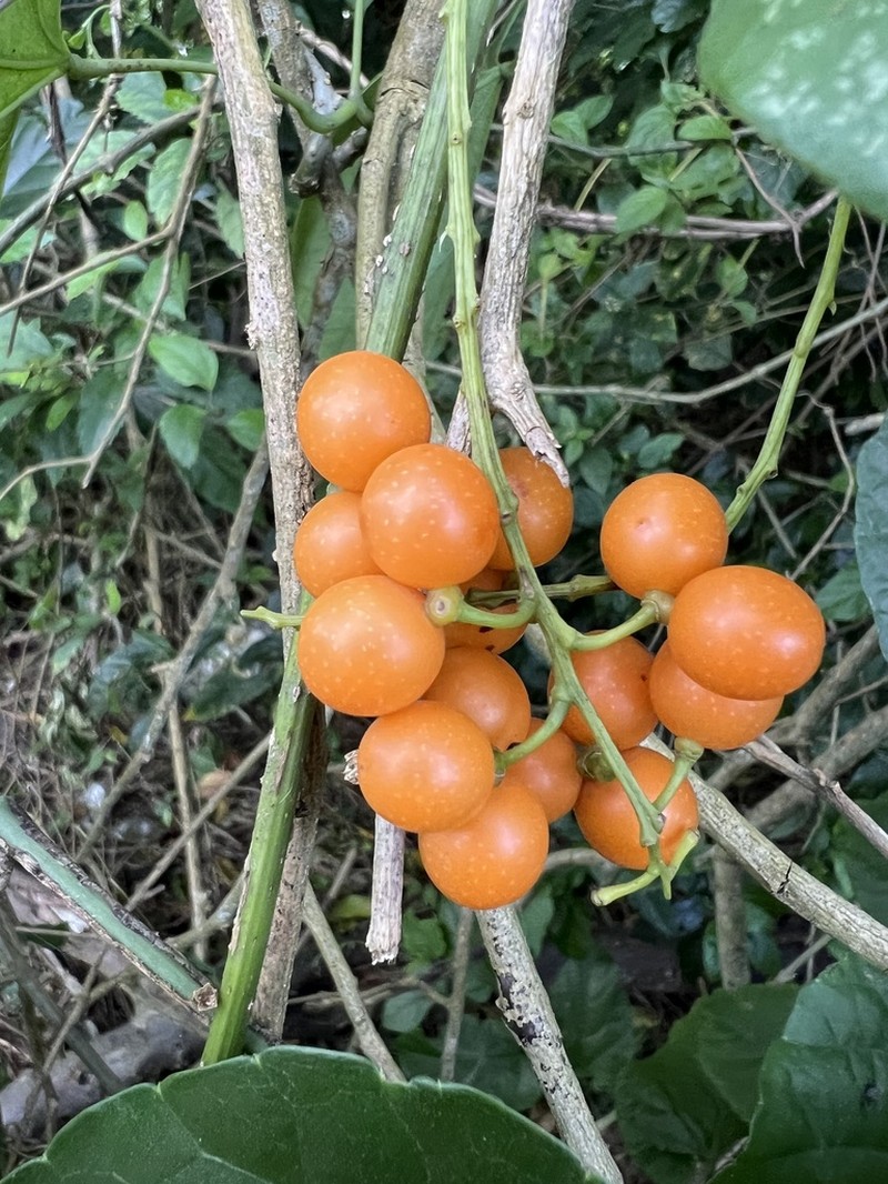 Odontocarya acuparata