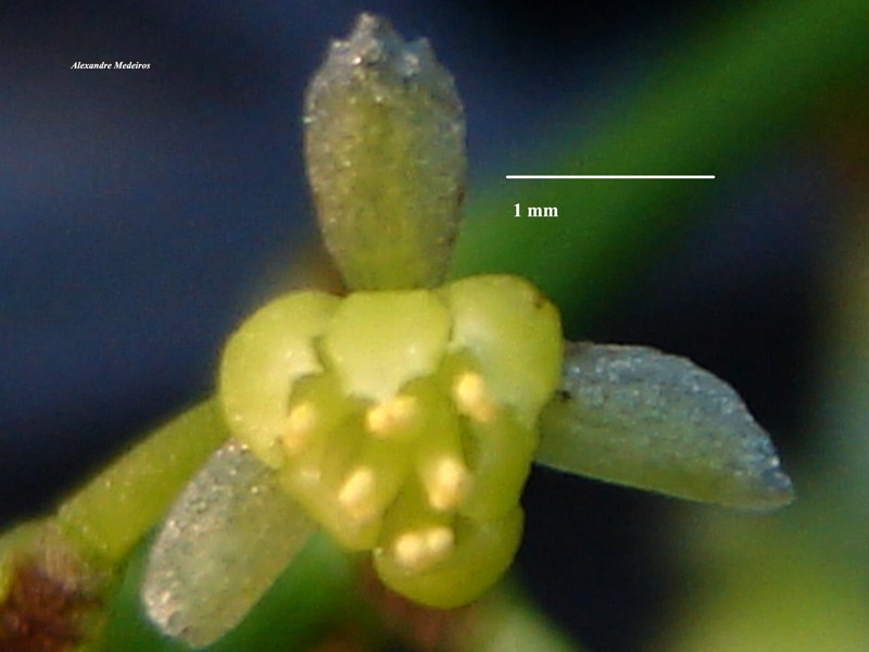 Odontocarya acuparata photo 2