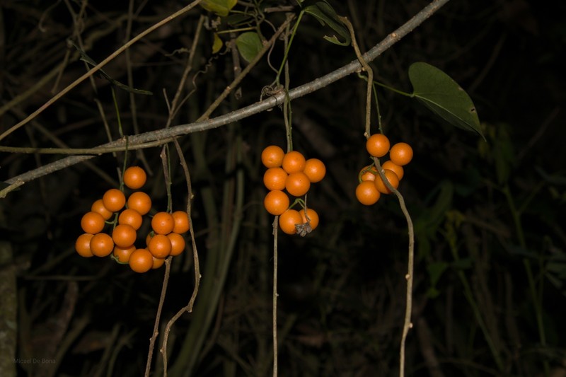 Odontocarya acuparata photo 4