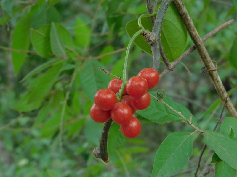 Odontocarya asarifolia