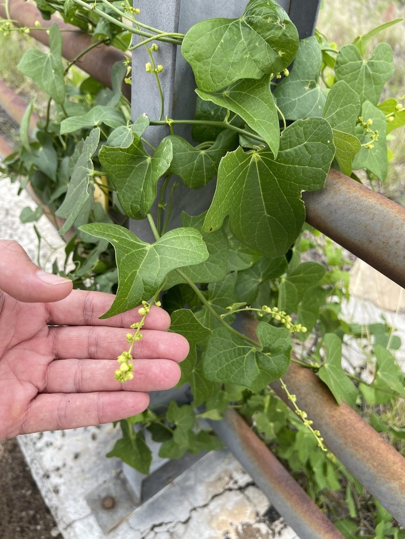 Odontocarya asarifolia photo 2