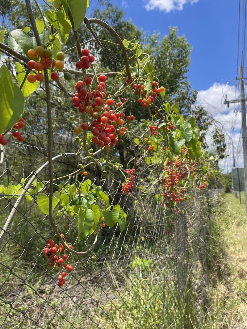 Odontocarya asarifolia photo 3