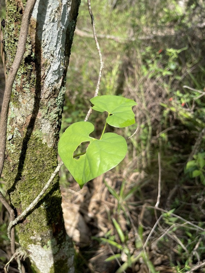 Odontocarya asarifolia photo 4