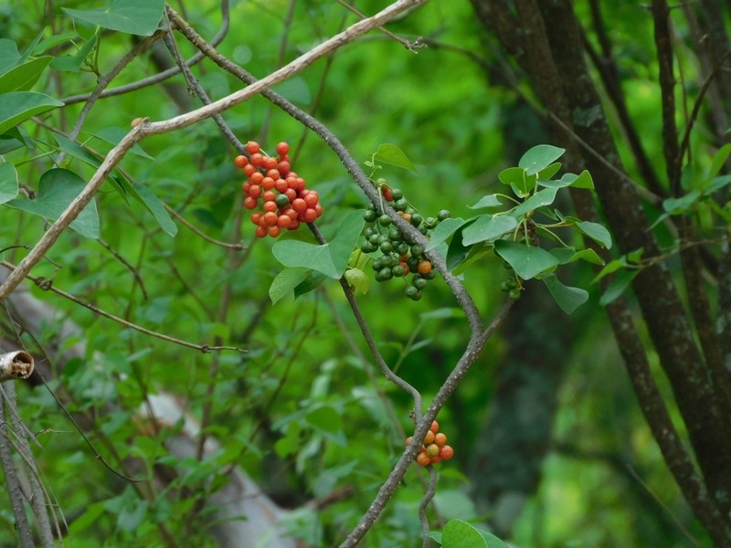 Odontocarya asarifolia photo 5