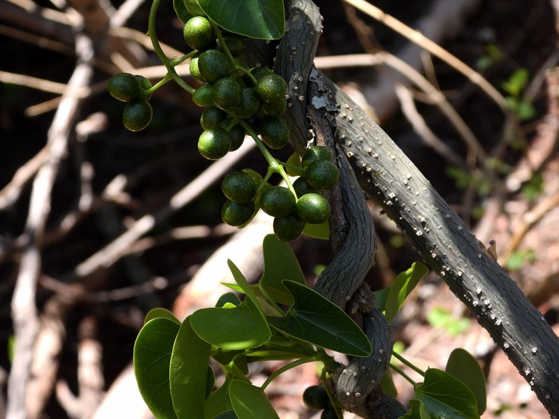 Odontocarya asarifolia photo 6