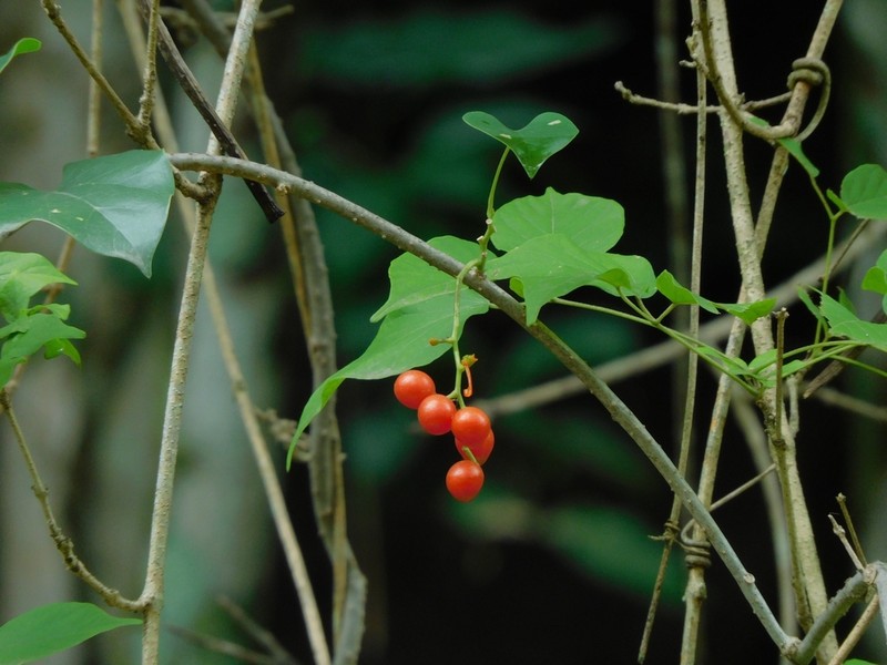 Odontocarya asarifolia photo 7