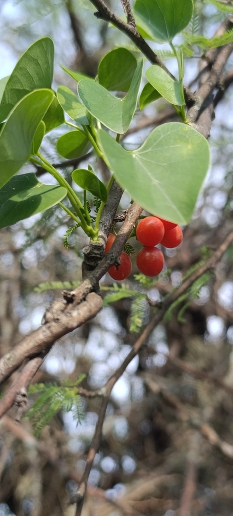 Odontocarya asarifolia photo 8
