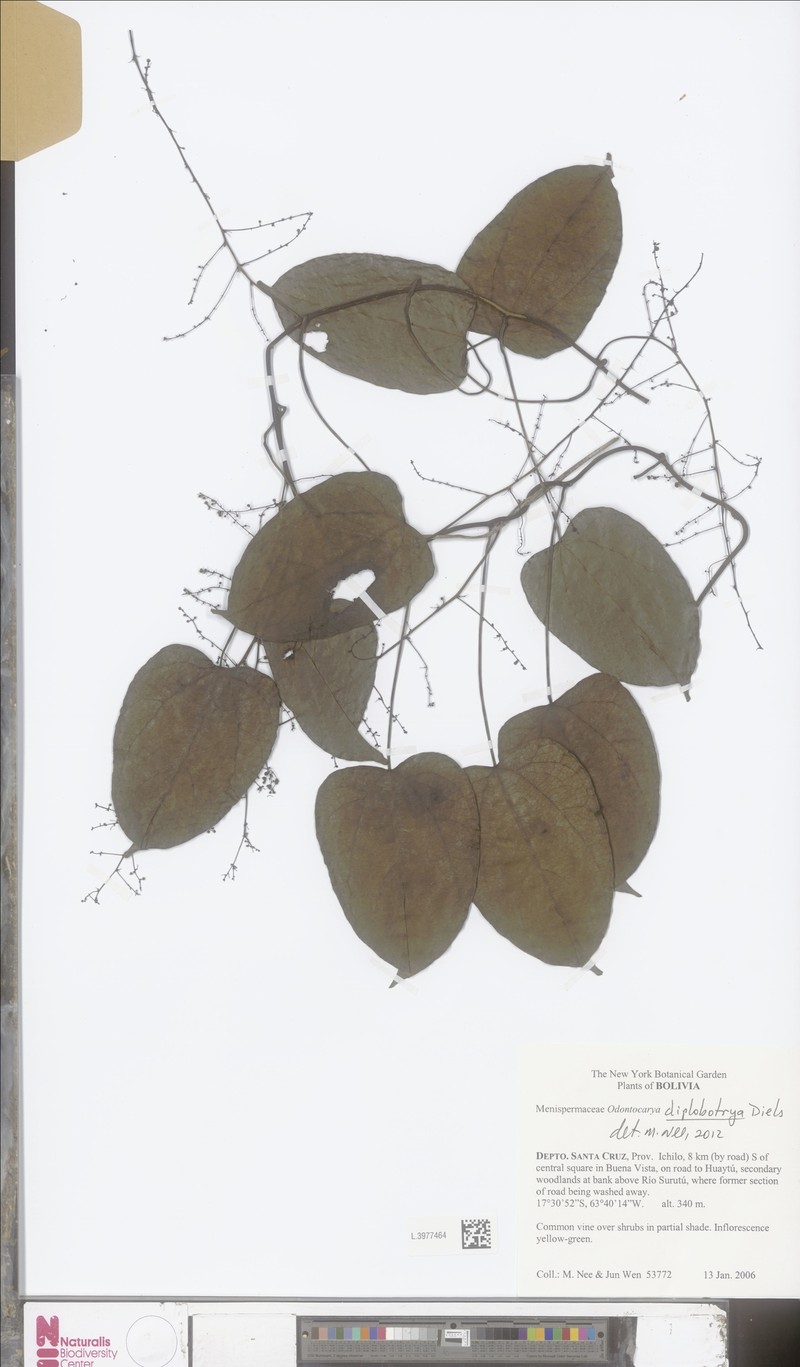 Odontocarya diplobotrya