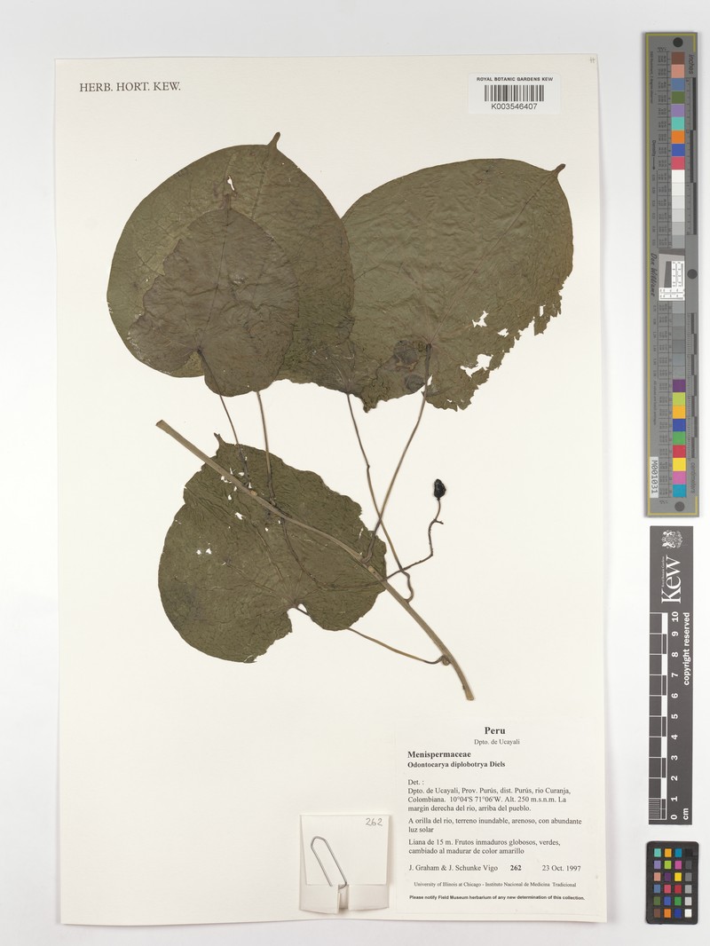 Odontocarya diplobotrya photo 2