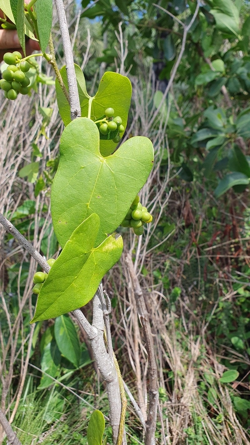 Odontocarya duckei