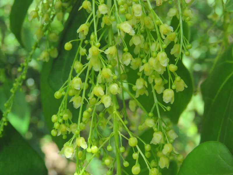 Odontocarya duckei photo 2