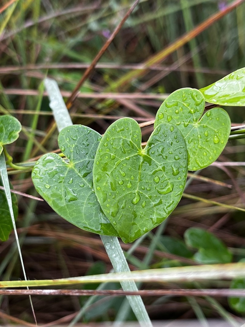 Odontocarya duckei photo 3