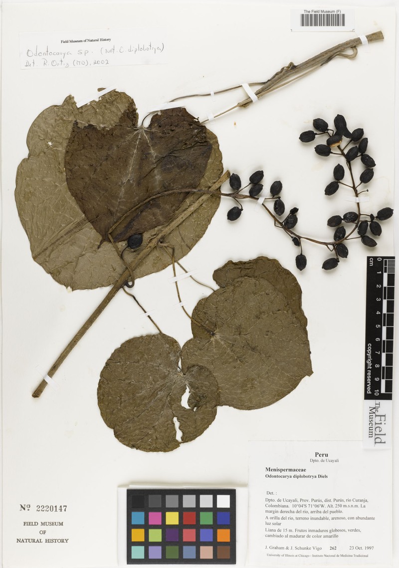 Odontocarya floribunda