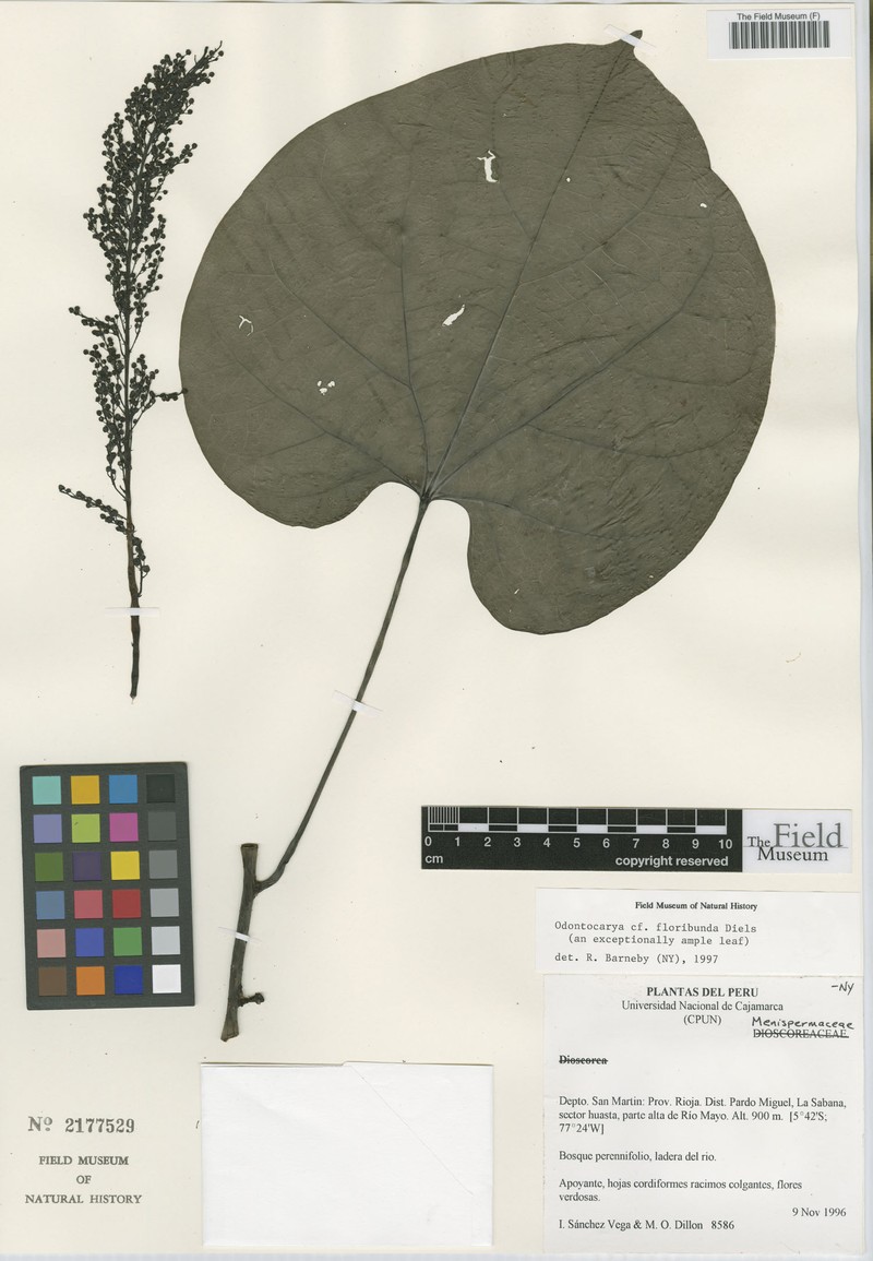 Odontocarya floribunda photo 2