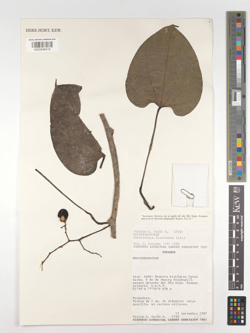 Odontocarya floribunda photo 3