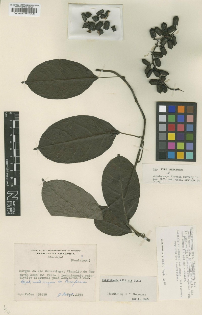 Odontocarya froesii