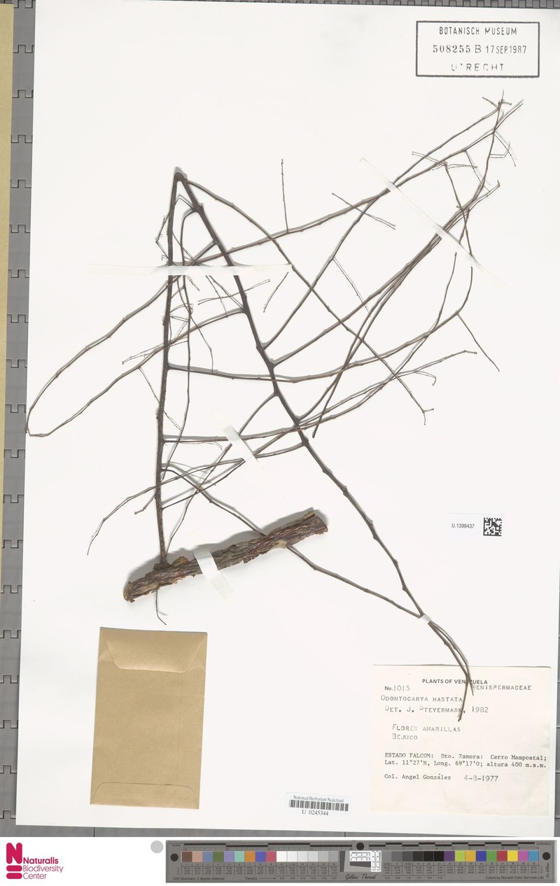 Odontocarya hastata