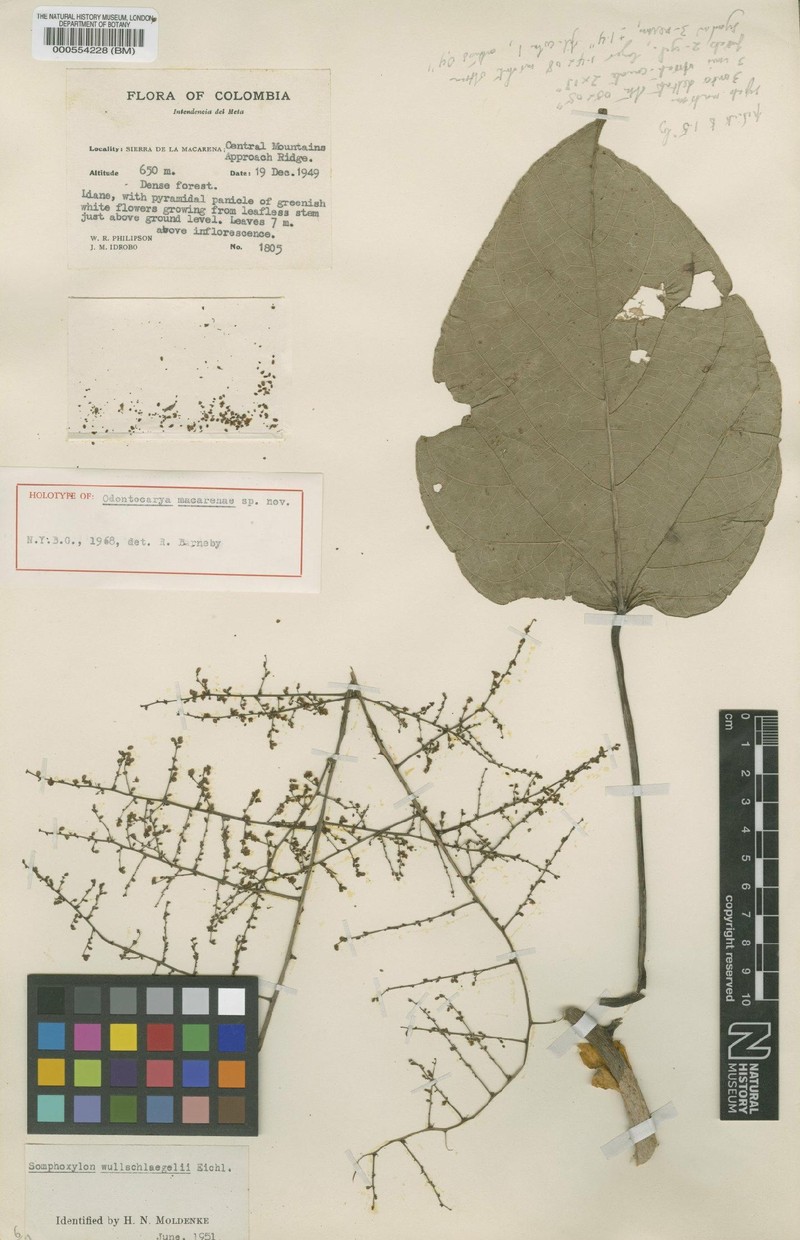 Odontocarya macarenae