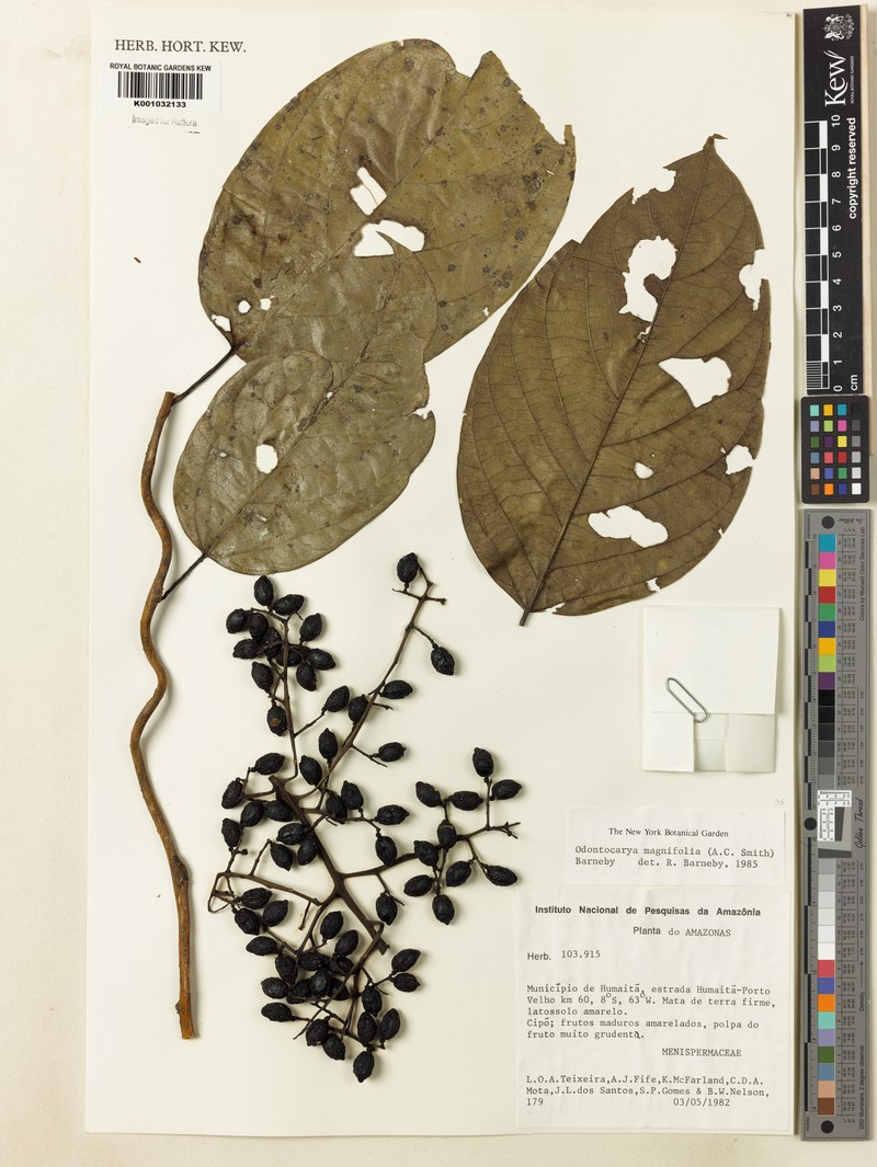 Odontocarya magnifolia
