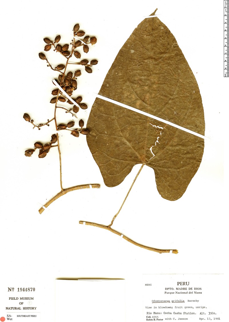 Odontocarya membranacea photo 2