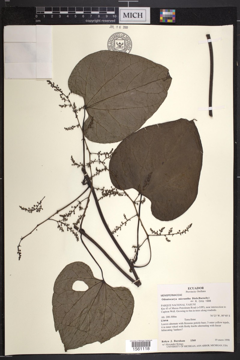 Odontocarya micrantha