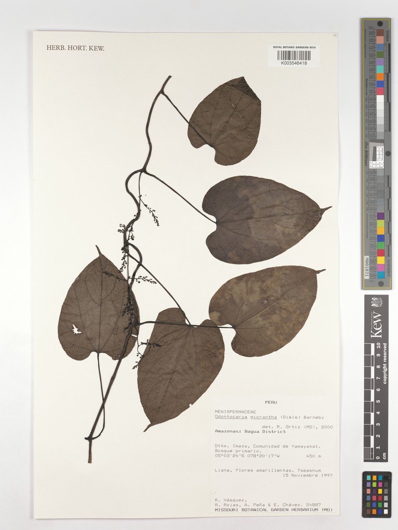 Odontocarya micrantha photo 2