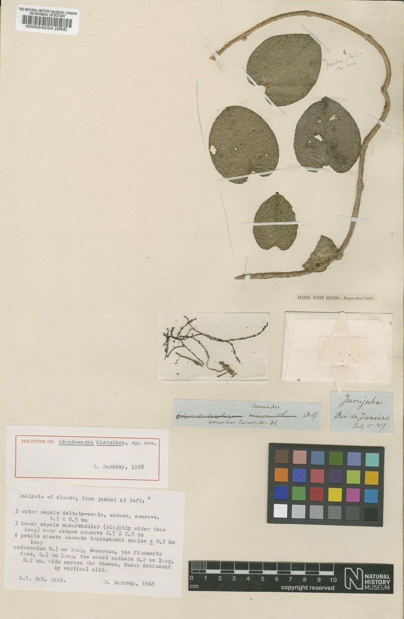 Odontocarya miersiana