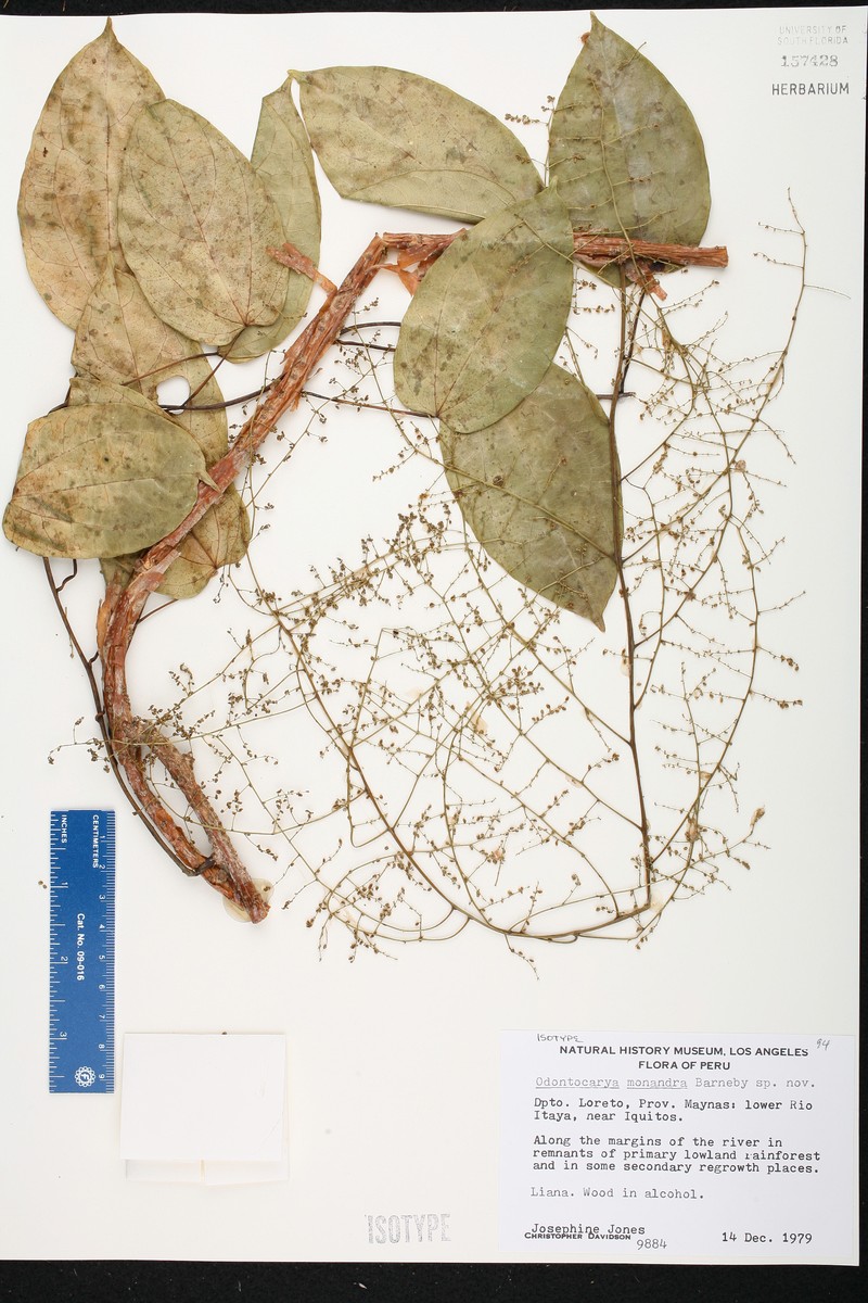 Odontocarya monandra