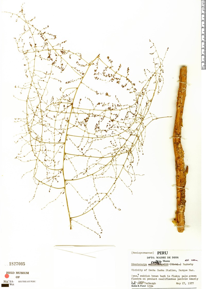 Odontocarya rusbyi
